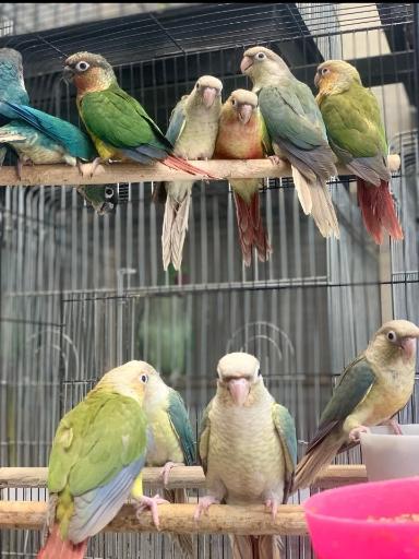 عکس سالن پرورش طوطیسانان مستر پاروت