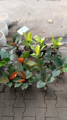 عکس گل فروشی کاکتوس سرا