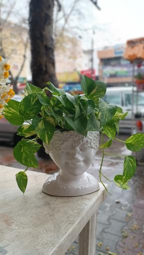 عکس گل فروشی کاکتوس سرا