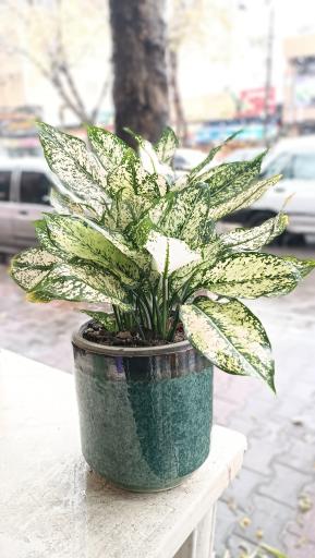 عکس گل فروشی کاکتوس سرا