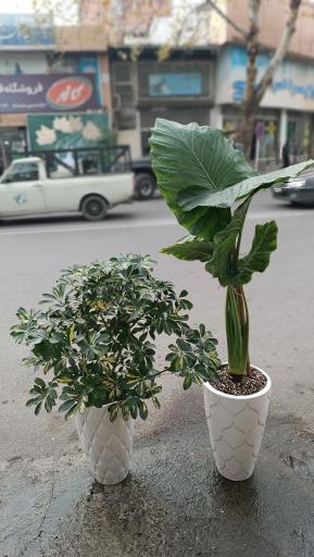 عکس گل فروشی کاکتوس سرا