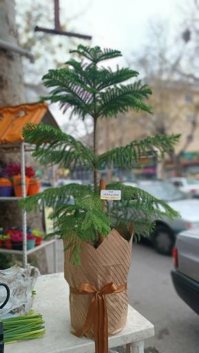 عکس گل فروشی کاکتوس سرا