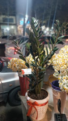 عکس گل فروشی کاکتوس سرا