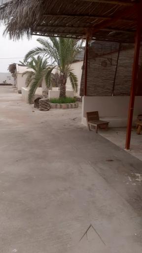 بومگردی نخل پگروم 