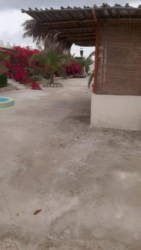 بومگردی نخل پگروم 
