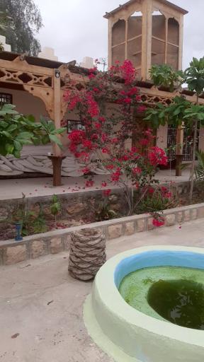 بومگردی نخل پگروم 