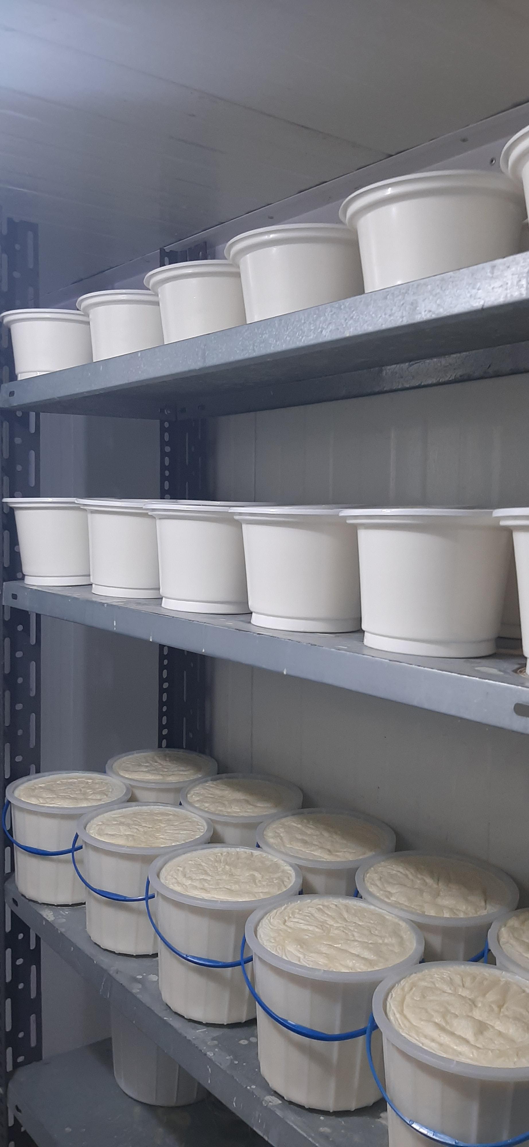 عکس لبنیات و بستنی رنجی