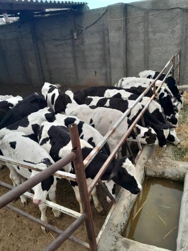 عکس گاوداری دلربا