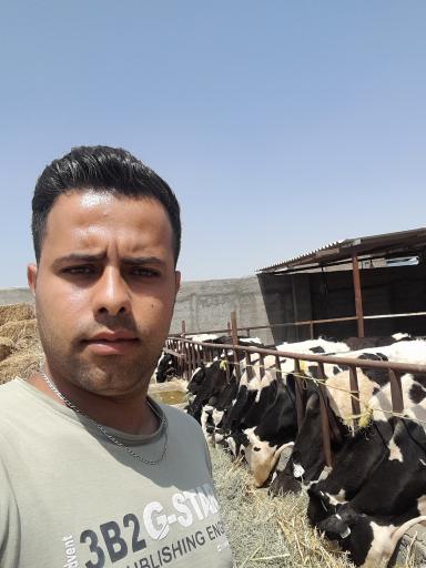 عکس گاوداری دلربا