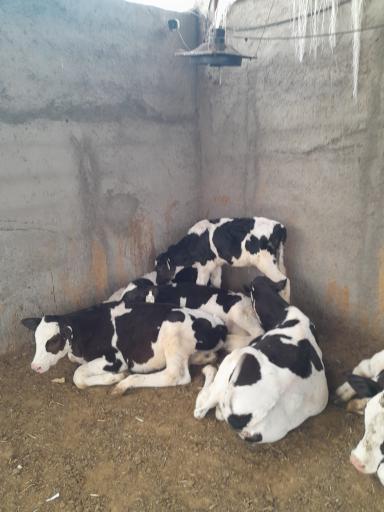 عکس گاوداری دلربا