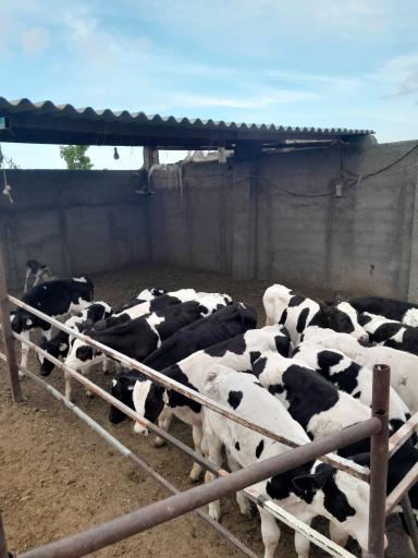 عکس گاوداری دلربا