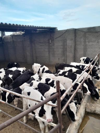 عکس گاوداری دلربا