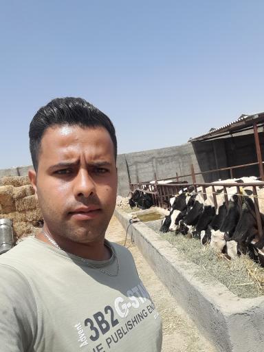 عکس گاوداری دلربا