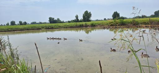 عکس تالاب سرخرود