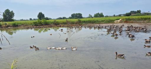 عکس تالاب سرخرود