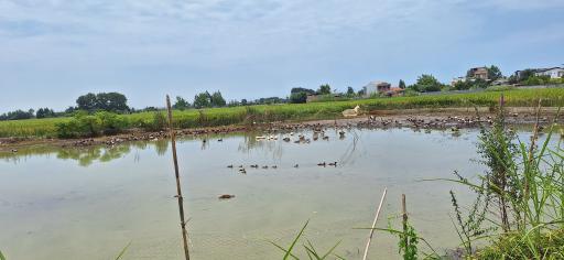 عکس تالاب سرخرود