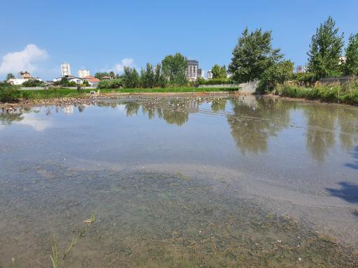 عکس تالاب سرخرود