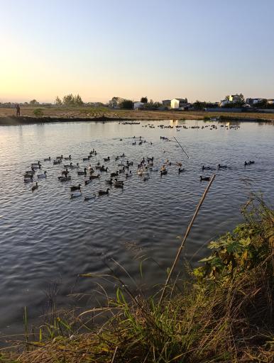 عکس تالاب سرخرود