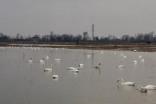 عکس تالاب سرخرود