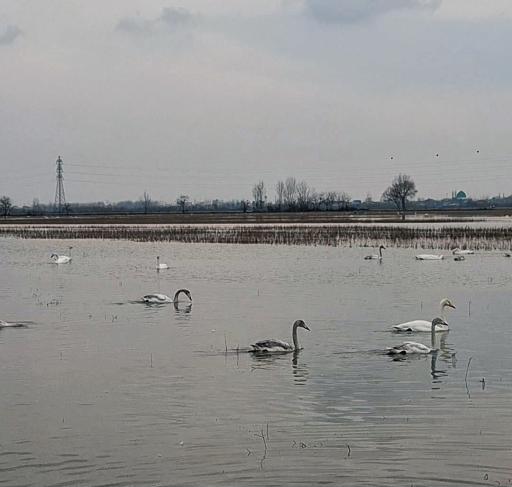 عکس تالاب سرخرود