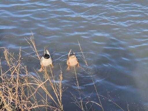 عکس تالاب سرخرود