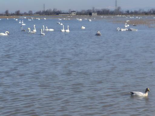 عکس تالاب سرخرود