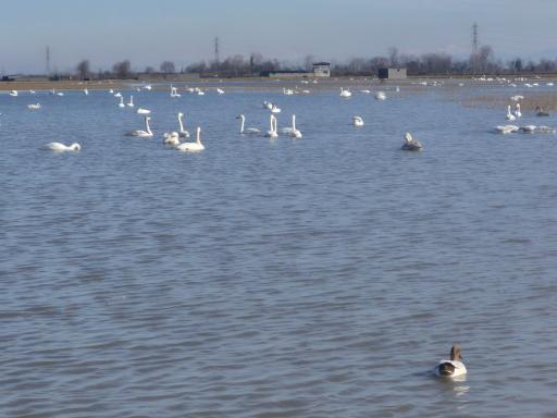 عکس تالاب سرخرود