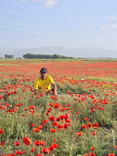دشت شقایق 
