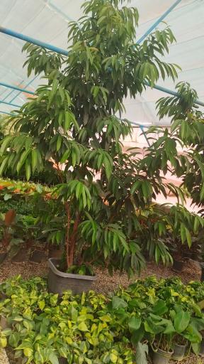 عکس گلسرای یشم 