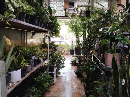 عکس گلسرای یشم 