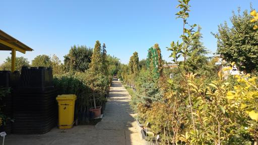 عکس نهالستان وحید افشار