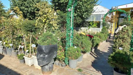 عکس نهالستان وحید افشار