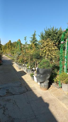 عکس نهالستان وحید افشار