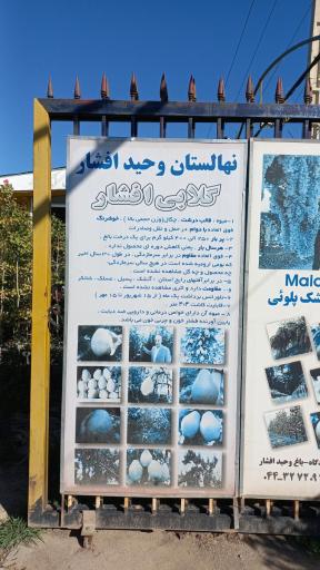 عکس نهالستان وحید افشار