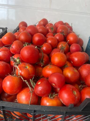 عکس میوه سرای سید