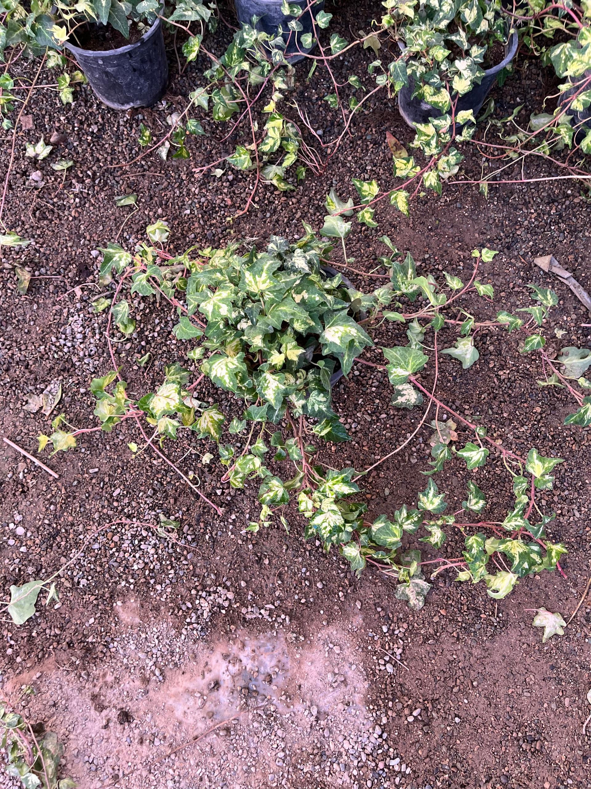 عکس گل و گیاه فاضل 