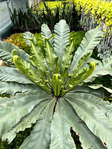 عکس گل و گیاه نوری