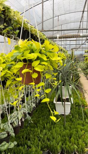 عکس گل و گیاه نوری