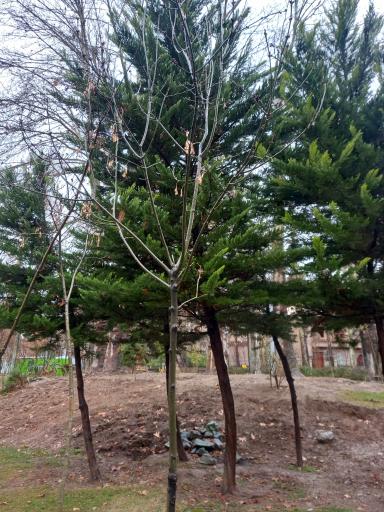 عکس بوستان قلمستان