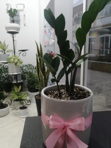 عکس گلفروشی آفتابگردون