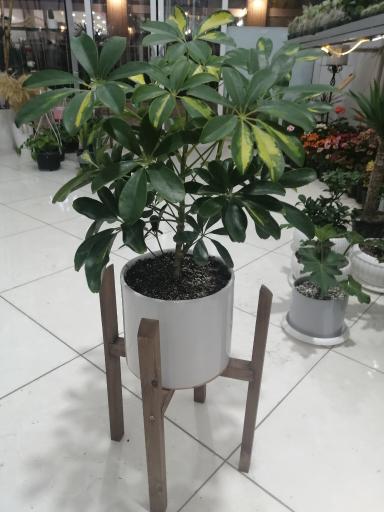 عکس گلفروشی آفتابگردون