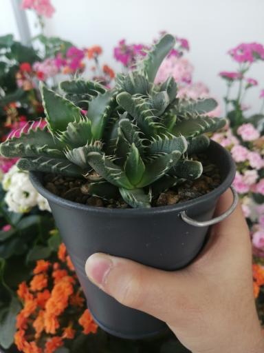 عکس گلفروشی آفتابگردون