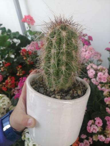 عکس گلفروشی آفتابگردون