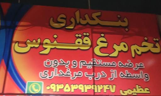 عکس بنکداری تخم مرغ ققنوس