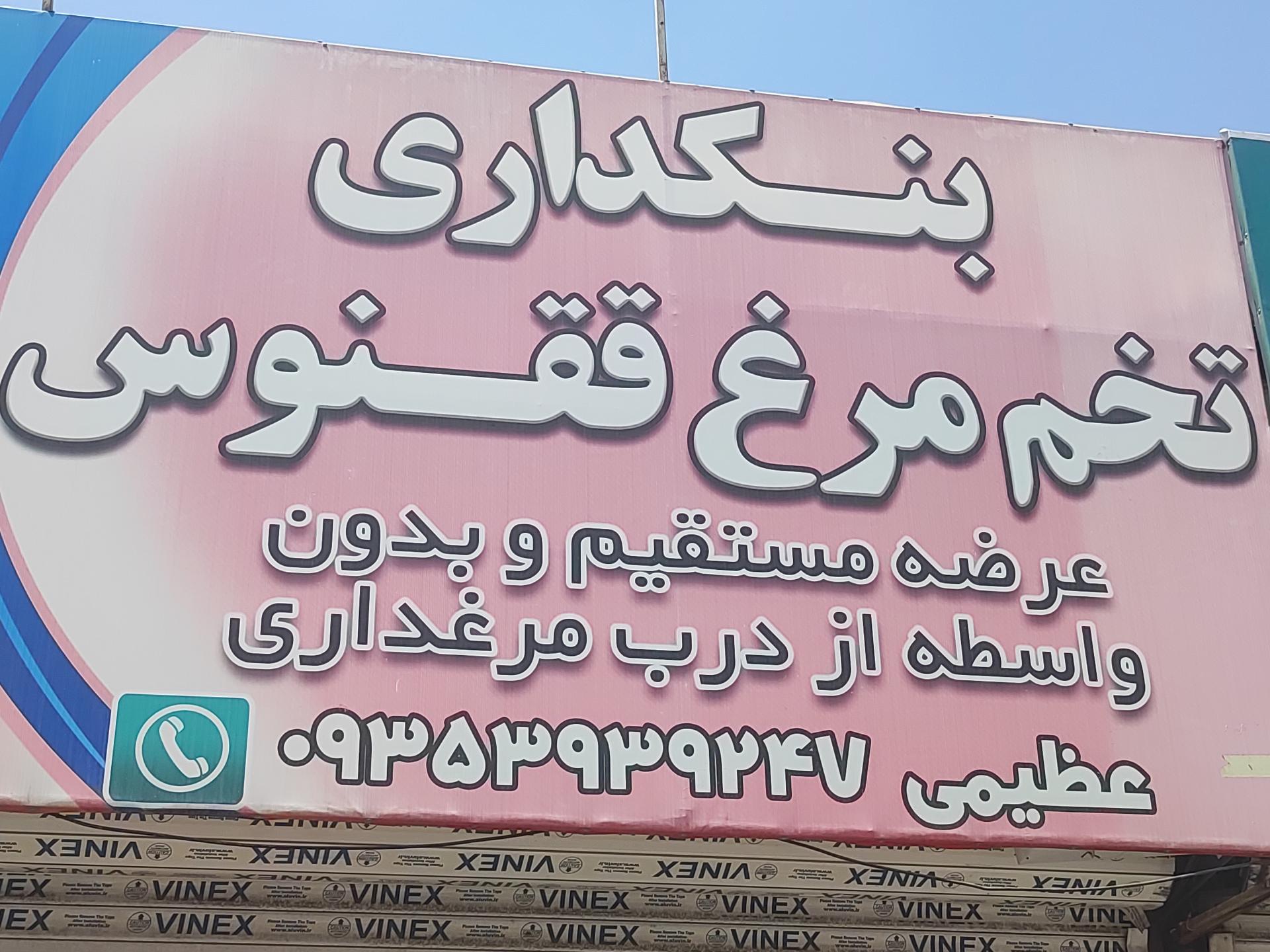 عکس بنکداری تخم مرغ ققنوس