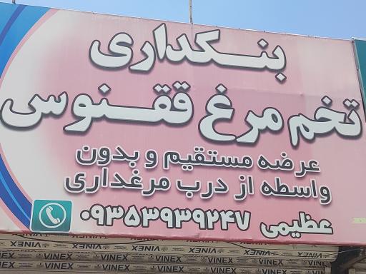 عکس بنکداری تخم مرغ ققنوس