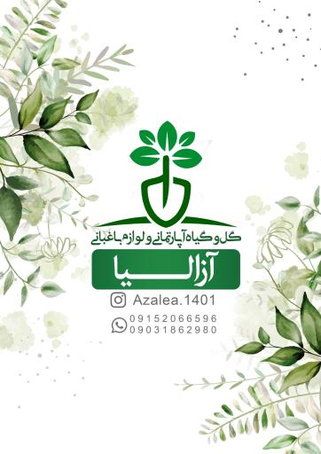 عکس گلکده آزالیا شعبه ۲