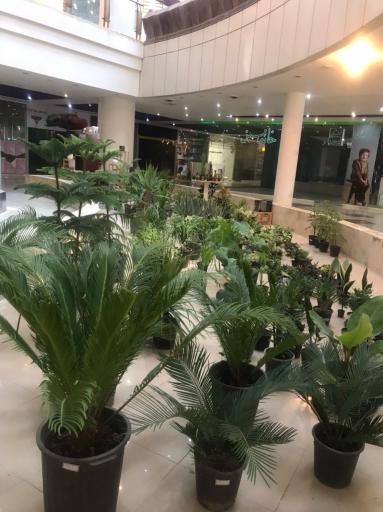 عکس گلکده آزالیا شعبه ۲