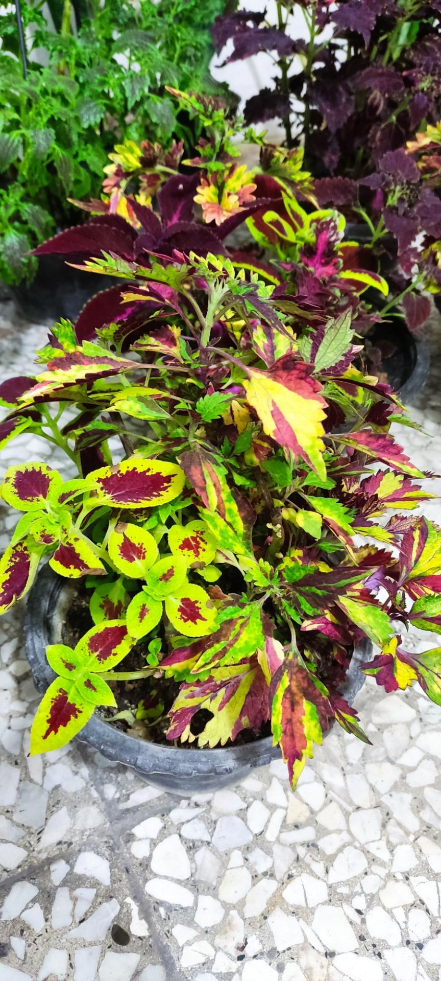 عکس گلخانه 118