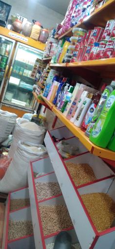 عکس برنج حبوبات شالیزار